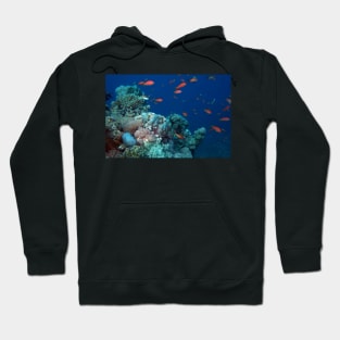 marine and aquatic life Hoodie